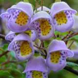 Jovellana Violacea Courtesy Of J G In S F Flickr - Garden Express Australia